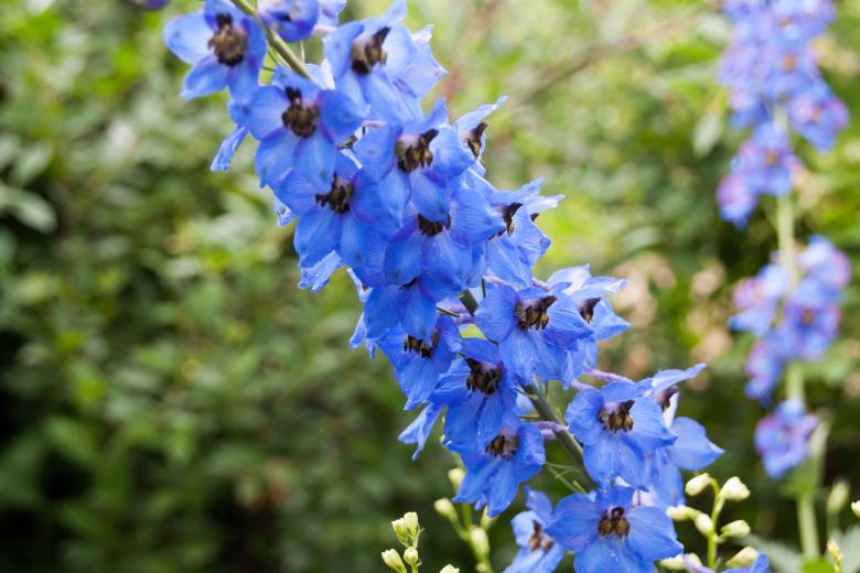 Free stock image of Blue flower created by 2happy