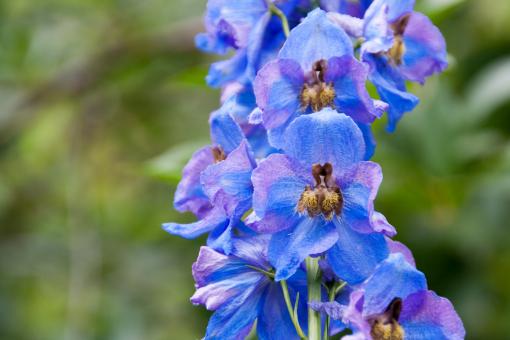 Free Stock Photo of Blue flower