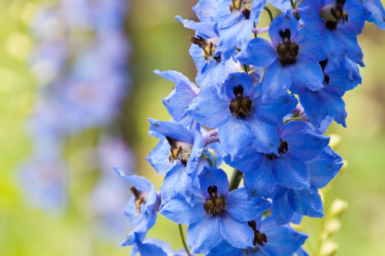 Free stock image of Blue flower created by 2happy