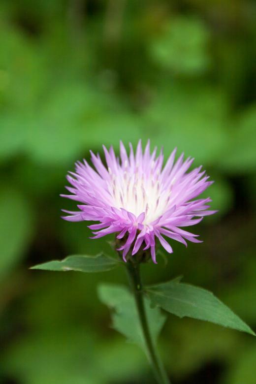 Free stock image of Pink flower created by 2happy