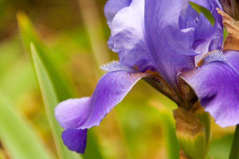 Free stock image of Purple flower created by 2happy