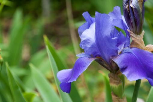 Free Stock Photo of Blue flower