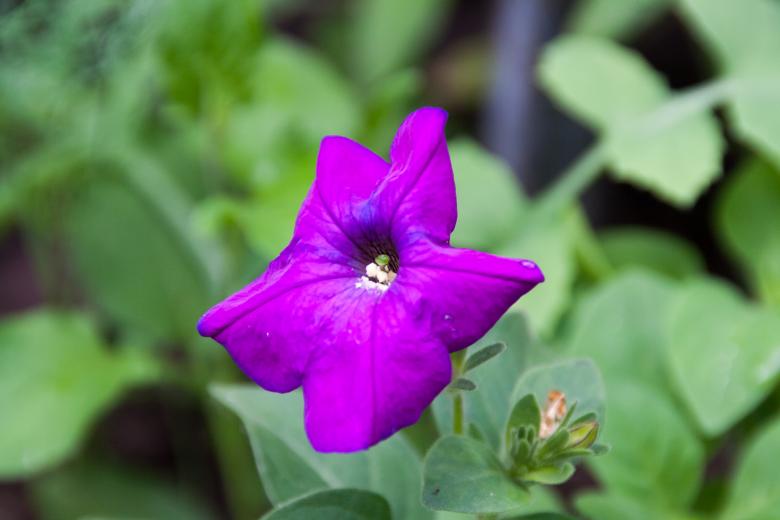 Free stock image of Purple flower created by 2happy