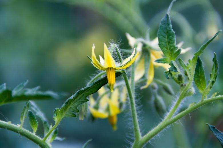 Free stock image of Yellow flower created by 2happy