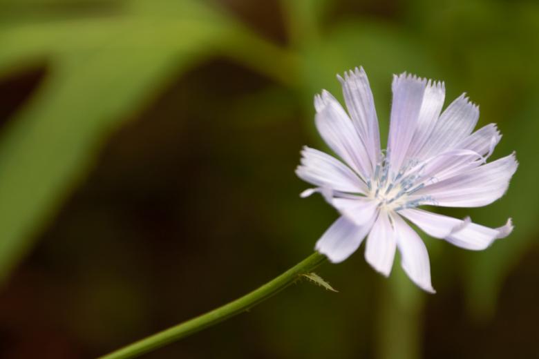Free stock image of White flower created by 2happy