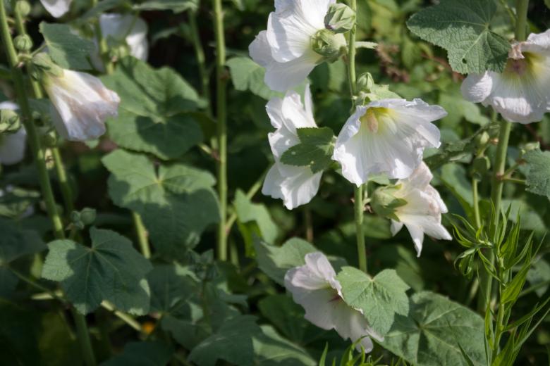 Free stock image of White flowers created by 2happy