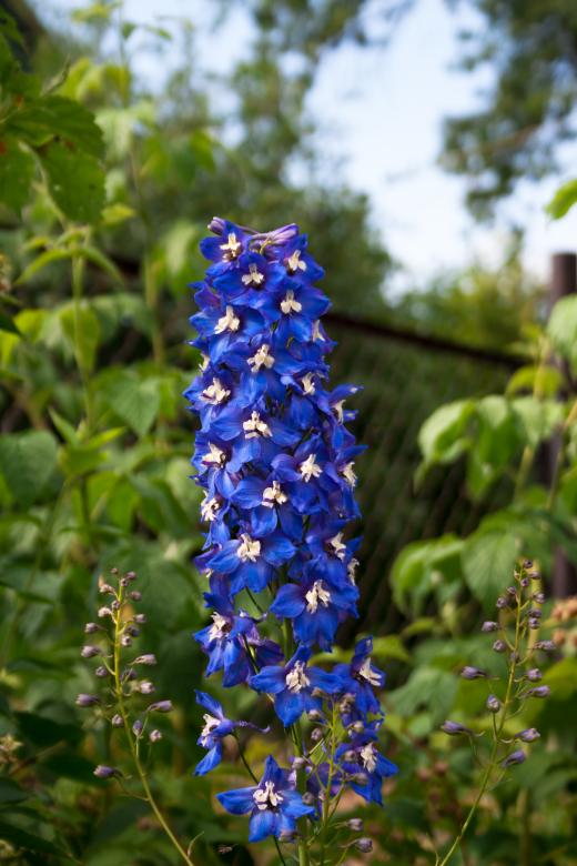 Free stock image of Blue flower created by 2happy