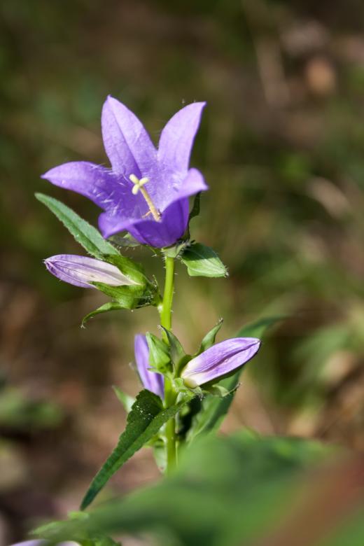 Free stock image of Purple flower created by 2happy