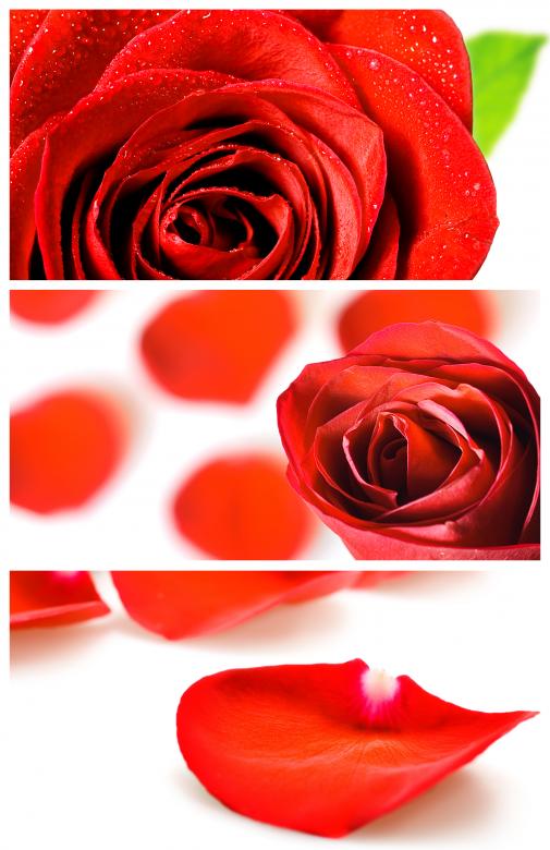Free stock image of Roses on white created by 2happy