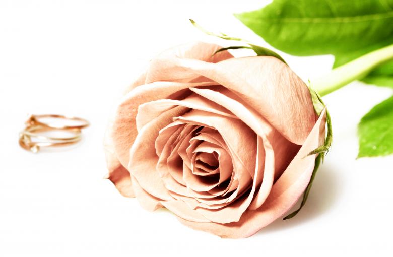 Free stock image of Wedding rings with rose created by 2happy