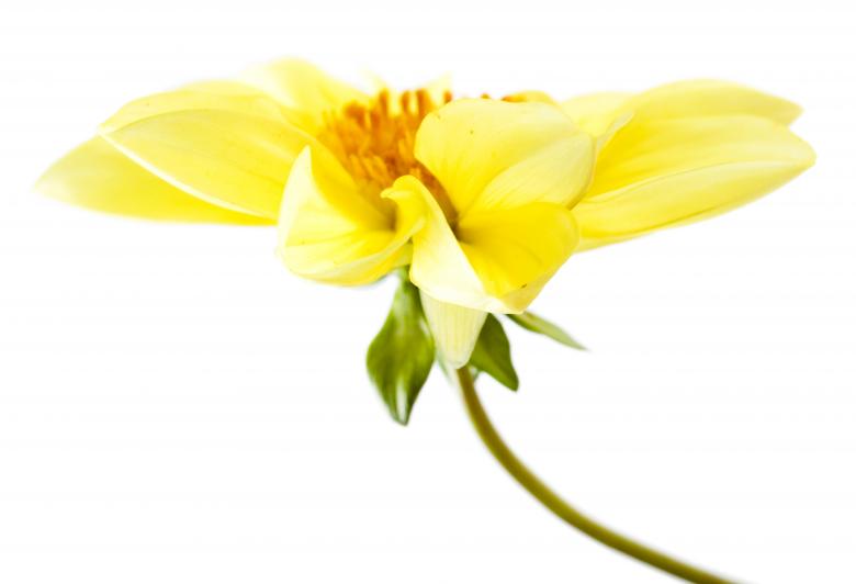 Free stock image of Flower  created by 2happy