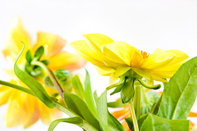 Free stock image of Flowers created by 2happy