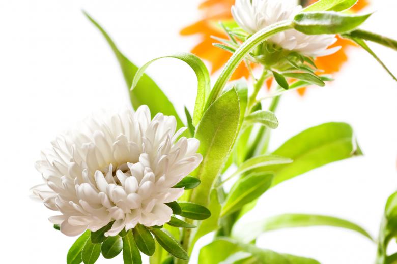 Free stock image of Flower  created by 2happy