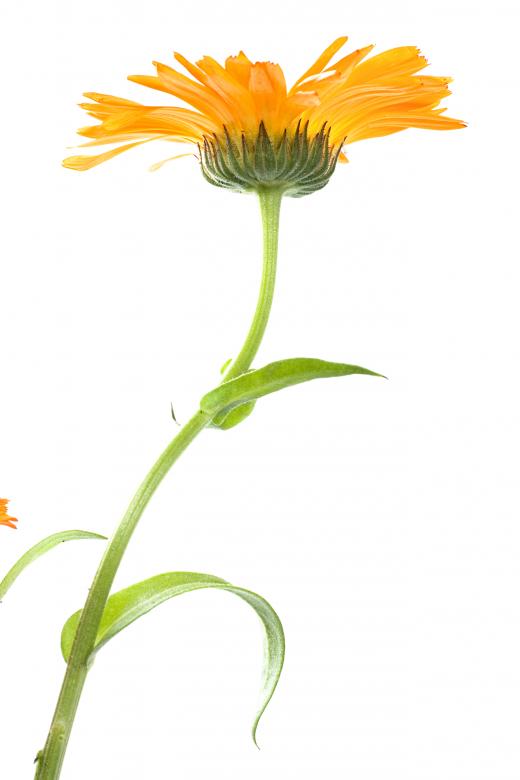 Free stock image of Flower  created by 2happy
