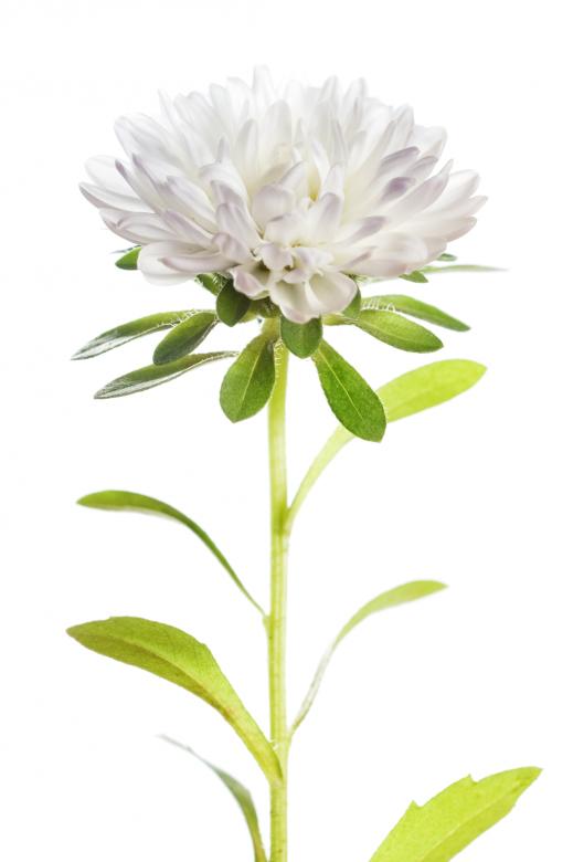 Free stock image of Flower  created by 2happy