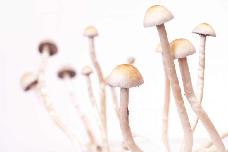 Free stock image of mushrooms created by 2happy