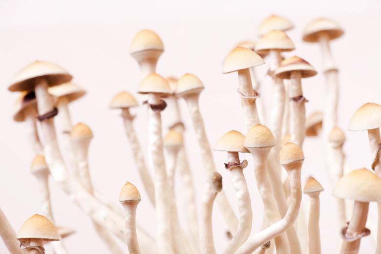 Free stock image of mushrooms created by 2happy