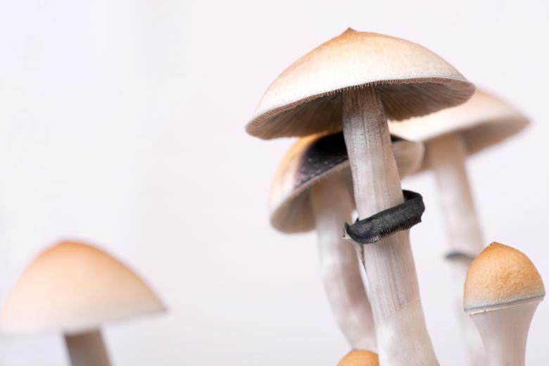 Free stock image of mushrooms created by 2happy