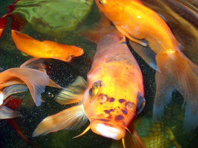 Free stock image of Goldfish created by Chas Mac