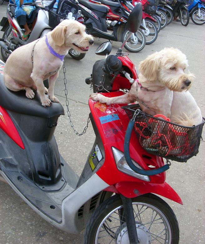 Free stock image of Dogs on a motorbike created by Chas Mac
