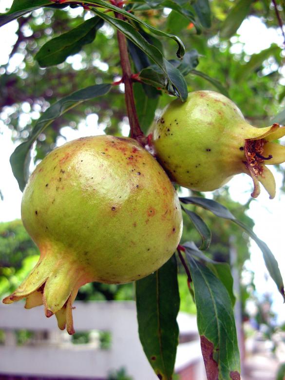Free stock image of Pomegranates created by Chas Mac