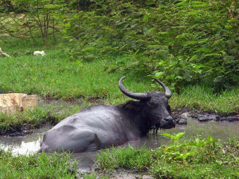 Free stock image of Water Buffalo created by Chas Mac