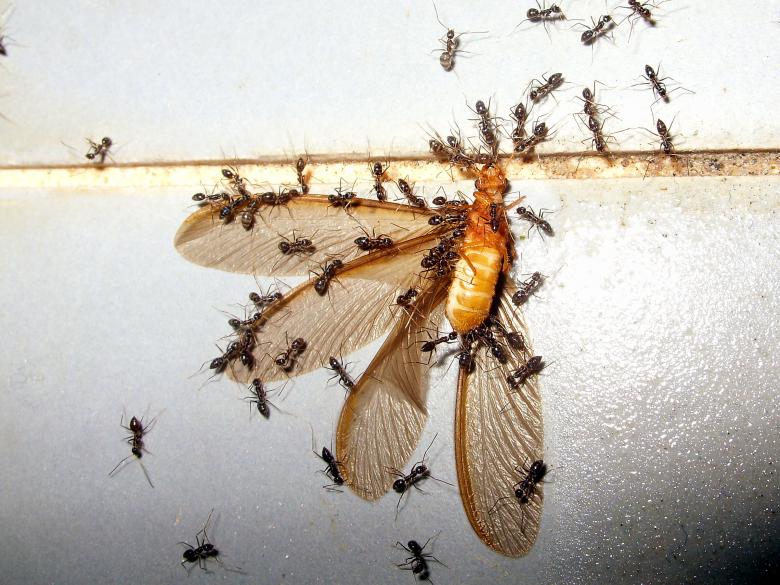 Free stock image of Ants feasting created by Chas Mac