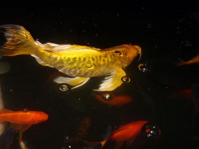 Free stock image of Goldfish created by Chas Mac