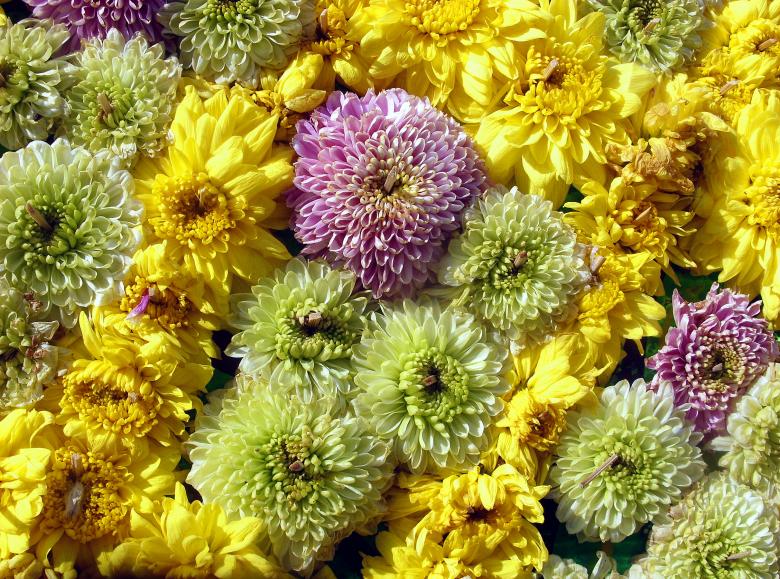 Free stock image of Floral texture created by Chas Mac