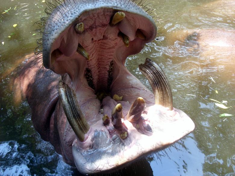 Free stock image of Open Hippo mouth created by Chas Mac
