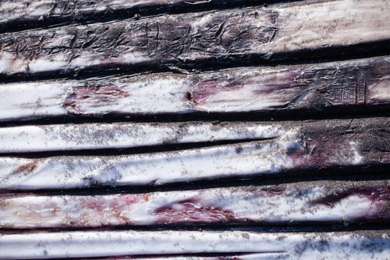 Free stock image of Whale Skin Texture created by Free Texture Friday