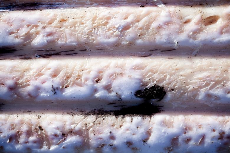 Free stock image of Whale Skin Texture created by Free Texture Friday