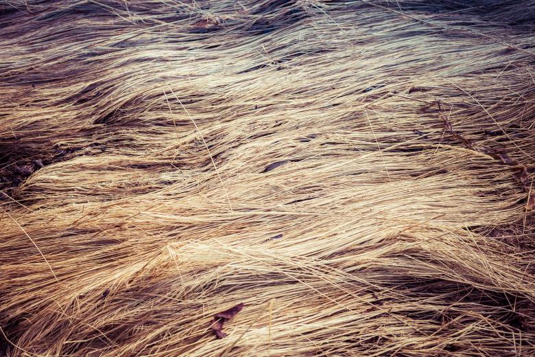 Free stock image of Fallen Straws Texture created by Free Texture Friday
