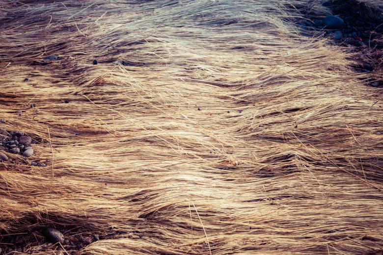 Free stock image of Fallen Straws Texture created by Free Texture Friday