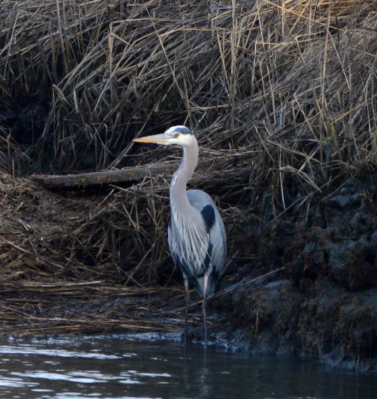 Free stock image of Egret created by Vincent alvino