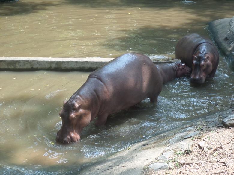 Free stock image of Hippos in zoo pond created by Chas Mac