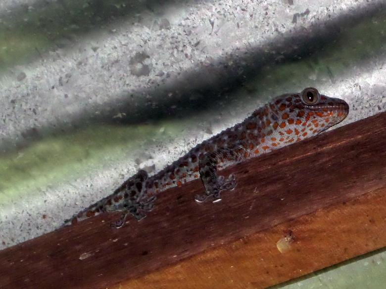 Free stock image of Tu-ke lizard created by Chas Mac