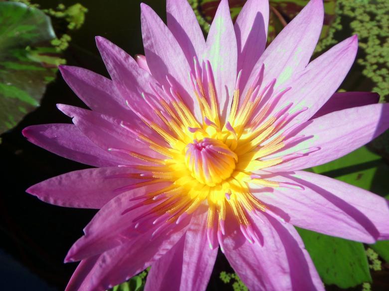Free stock image of Water lily created by Chas Mac