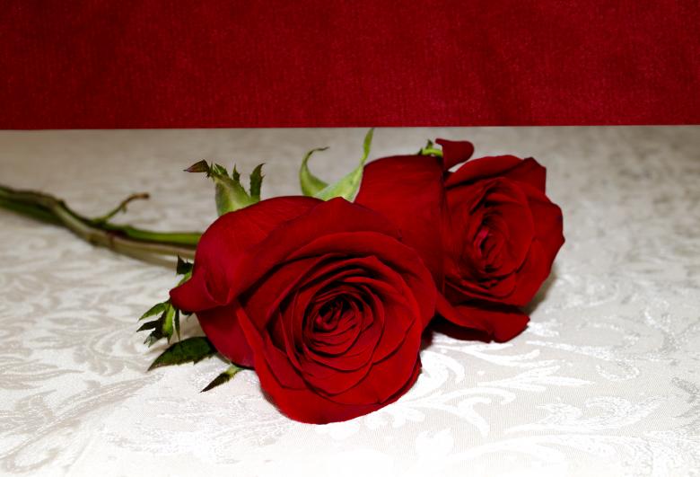 Free stock image of Two red roses on a white surface created by Mónica Patricia Núñez Chapa
