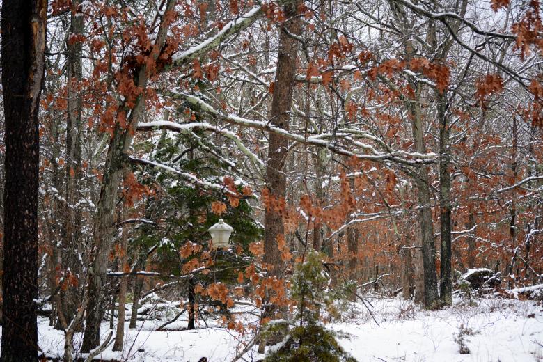 Free stock image of Branches and bird feeder weighed down by snow created by Vincent alvino