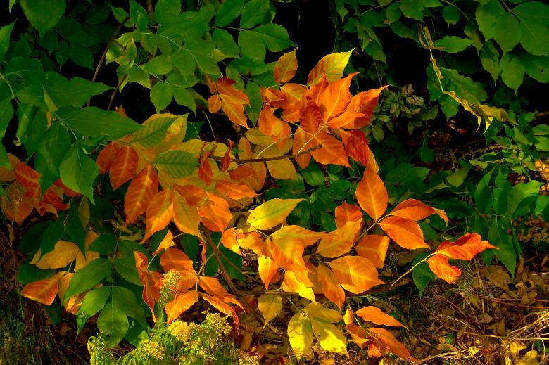 Free stock image of Autumn Leaves created by Serge Panfilov