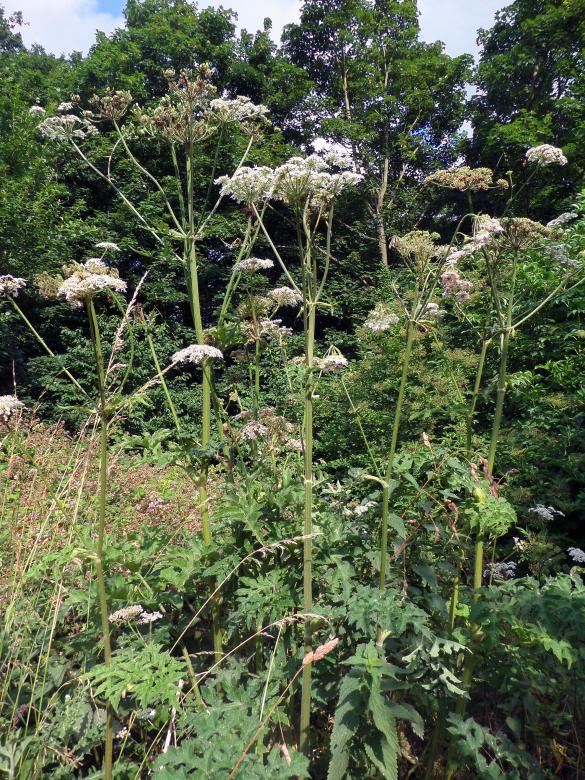 Free stock image of Hogweed created by Chas Mac