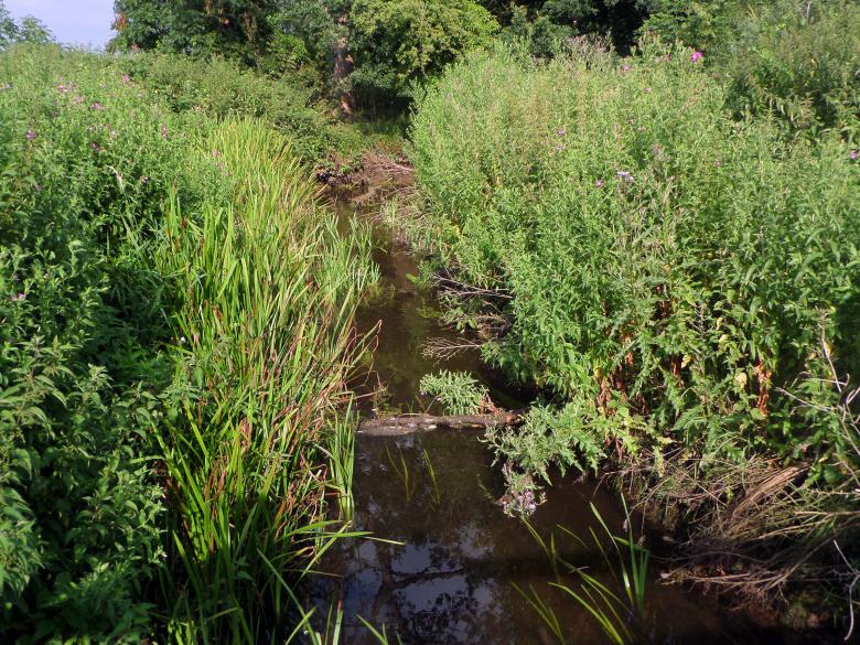 Free stock image of Bourne Park reed beds created by Chas Mac