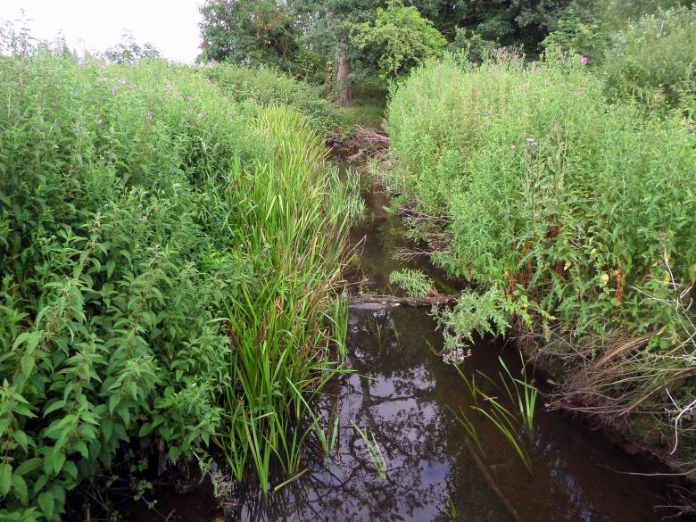 Free stock image of Bourne Park reed beds created by Chas Mac