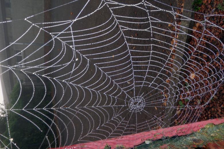 Free stock image of Dew drops on spider's web created by Chas Mac