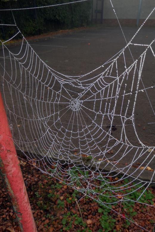 Free stock image of Dew drops on spider's web created by Chas Mac
