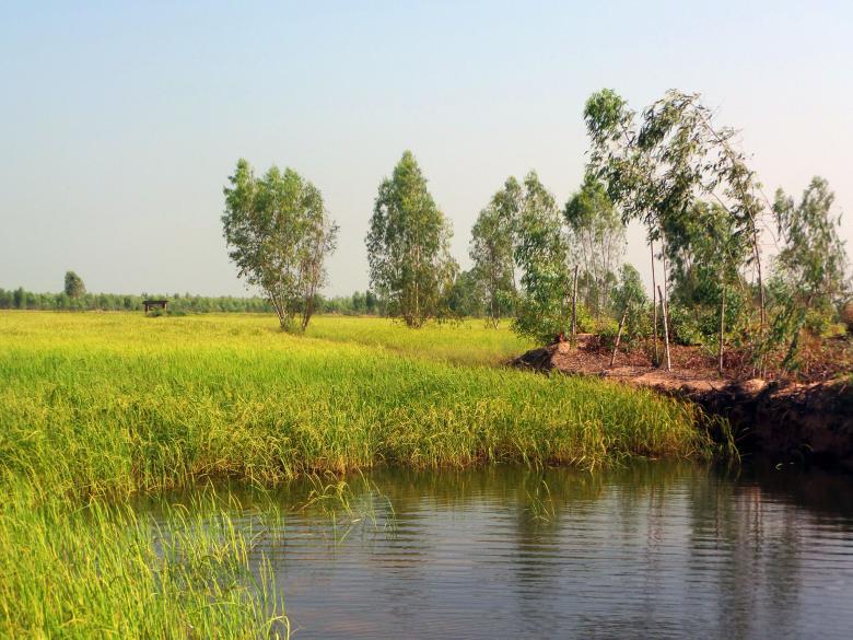 Free stock image of Thai rice field created by Chas Mac
