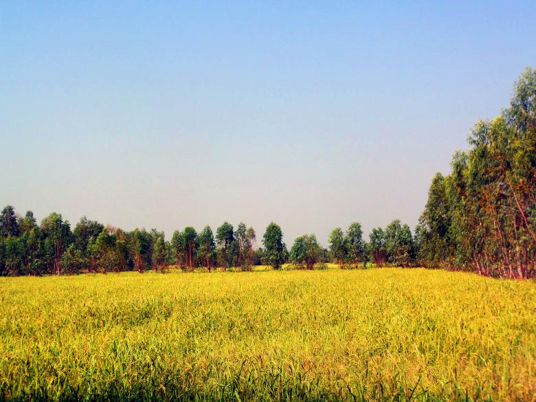 Free stock image of Thai rice field created by Chas Mac