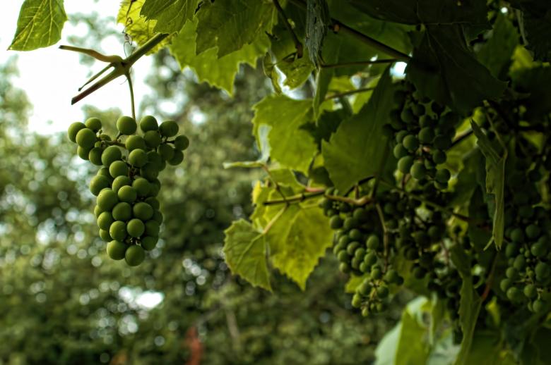 Free stock image of Grapes created by HappyEnd