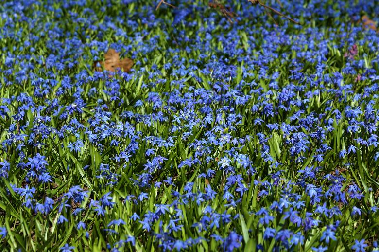 Free stock image of Meadow created by HappyEnd